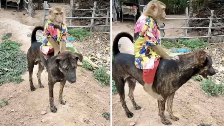 Hilarious Video: Lazy Monkey Rides Little Dog - Internet's Newest Obsession!