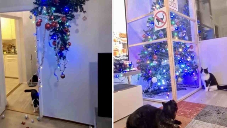 Hilarious Video Reveals Families' Epic Quest to Protect Christmas Trees from Cats!