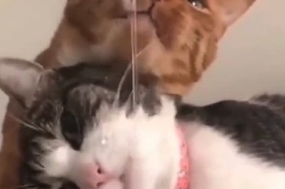 Hilarious Water Fiasco: Watch These Clever Cats Tackle the Tap! You Won't Believe Your Eyes!