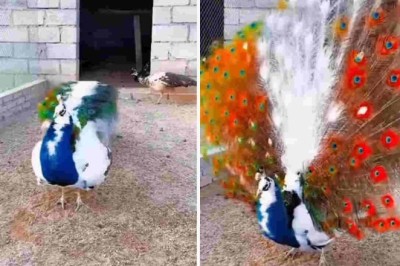 Mesmerizing Video: Peacocks Unleash Stunning Display of Magnificent Tails!