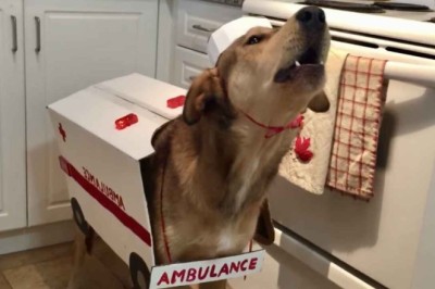 This Hilarious Ambulance Dog Video Will Make Your Day!