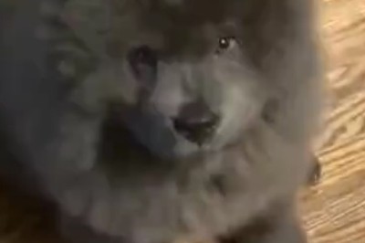 Tiny Yet Mighty: Hilarious Video of a Small Dog Holding His Own Among Giant Breeds!