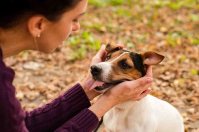 Unveiling the Silent Threat: The Shocking Truth about Mastocytoma in Dogs and Cats