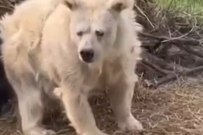 When you try to have a conversation with a Bear but it's just not having it! Hilariously Unresponsive Bear Video!