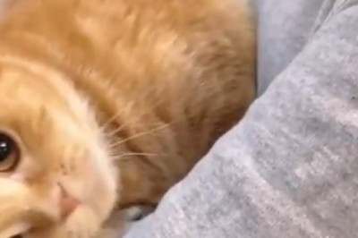 Adorable Cat's Hilarious Battle for Bedtime Bliss Will Make Your Day!