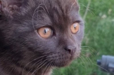 Adorably Hilarious: This Funny Video of a Lovely Cat Will Melt Your Heart and Tickle Your Funny Bone!