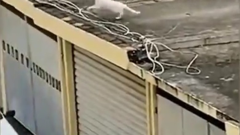 Ceiling Cat's Epic Leap of Faith: This Hilarious Video Will Leave You in Awe!