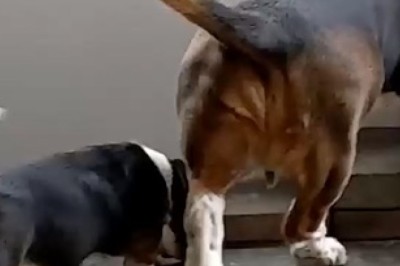 Dog to the Rescue! Watch the Hilarious Moment a Big Pooch Saves a Tiny Dog from a Door Dilemma!