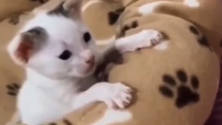 Feline Funnies Extravaganza: These Hilarious Cats Will Paw-sitively Melt Your Heart!