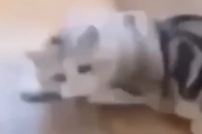 Gravity-Defying Cat: Watch in Amusement as This Fearless Feline Takes an Unexpected Dive from the Table!