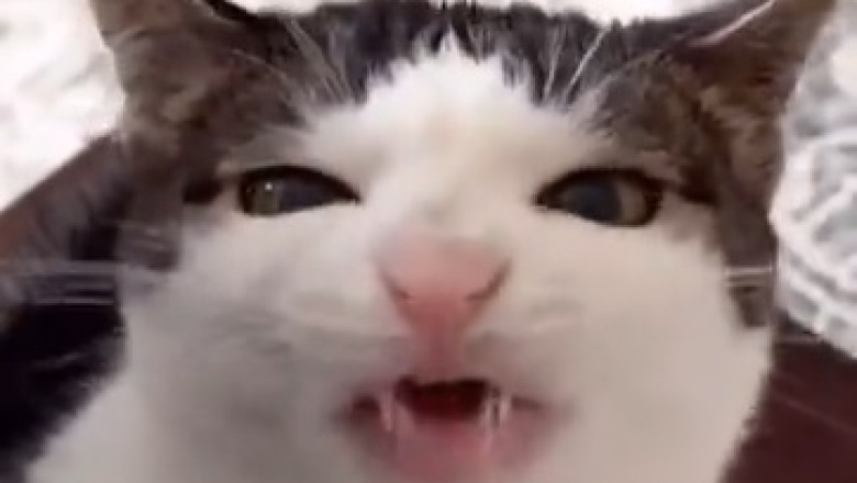 Hungry Cat Eats Like There's No Tomorrow - Hilarious Munch Time Frenzy!