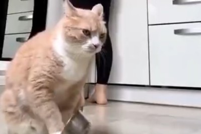 Hungry Hangry Cat Throws a Hilarious Tantrum Over Late Dinner!