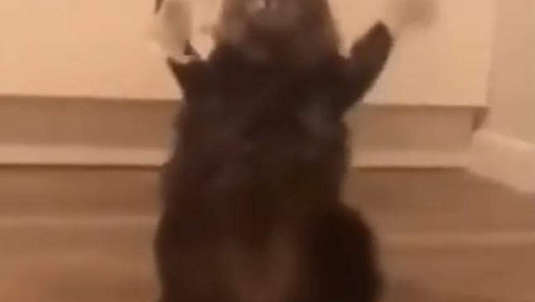 Pawsitively Purrrfect: This Hilarious Cat Discovers its Inner Human with Adorable Two-Legged Stance!
