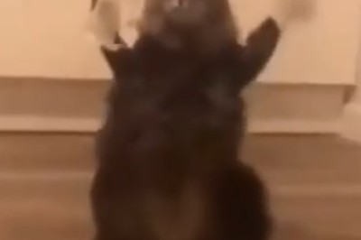 Pawsitively Purrrfect: This Hilarious Cat Discovers its Inner Human with Adorable Two-Legged Stance!