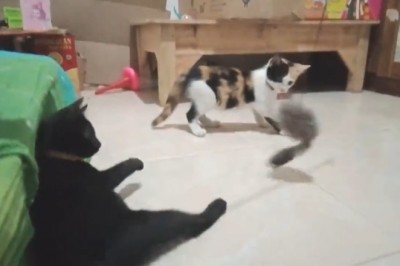 ROFL Alert! Pets Unleash Their Hilarious Antics in this Must-Watch Funny Video Compilation!