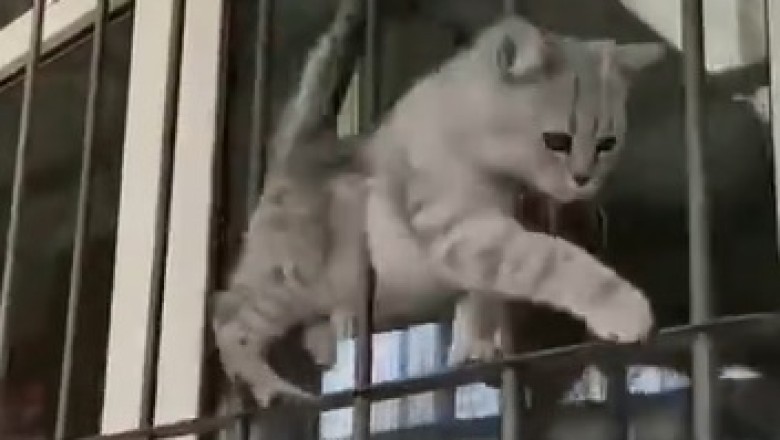 This Athletic Cat Will Leave You in Stitches with Their Hilarious Sports Skills!