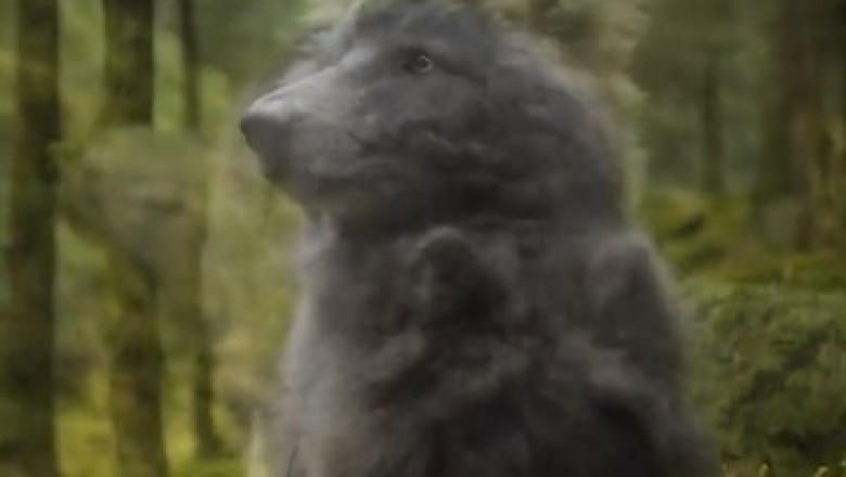 This Awesome Dog's Hilarious Antics Will Make Your Day!