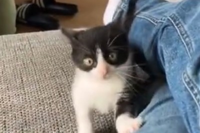 Tiny Cat, Big Attitude Alert! Prepare to be Amazed by the Hilarious Antics of This Rebellious Feline Dynamo!