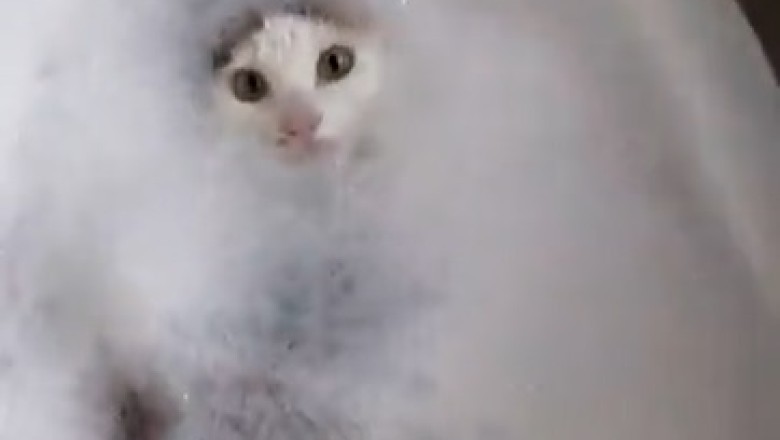 Unbelievable Sight: Hilarious Cat Reimagines Bath Time as a Tropical Spa Retreat!