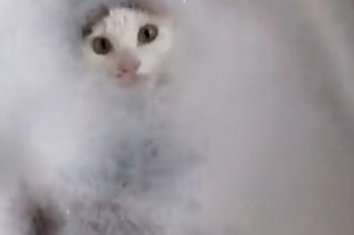 Unbelievable Sight: Hilarious Cat Reimagines Bath Time as a Tropical Spa Retreat!