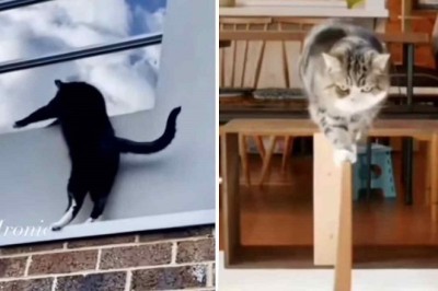Unleashing the Astonishing Athleticism of Cats: Gravity-Defying Feats Captivate the Internet