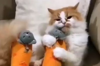 Hilarious Cat Becomes a Certified Leg Massage Therapist - Watch the Purrfect Session Unfold!