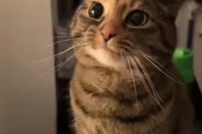 Hilarious Cat Demands Answers, Leaves Humans Speechless!