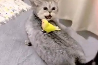 Hilarious Cat vs. Stubborn Chick Showdown: When a Cat Refuses to Get Off the Back of an Unamused Feathered Friend!