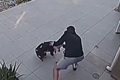 Hilarious Showdown: Man Saves the Day, Foiling a Mischievous Dog's Daring House-Attack Plan!