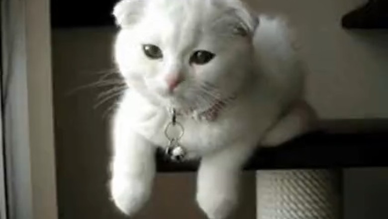 Hilariously Melancholic Cat Steals Hearts with an Adorably Sad Expression!