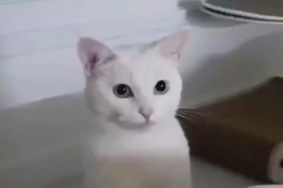 The Hilariously Nonchalant Cat Who Thinks It's the Supreme Ruler of the Universe!