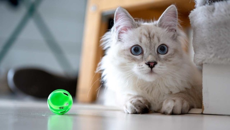 The Playful Quirks Unveiled: How Dogs and Cats Redefine the Game of Fetch in the Most Surprising Ways!