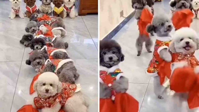 Unforgettable Canine Choreography: Dogs Perform Epic Synchronized Dance Routine