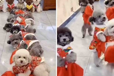 Unforgettable Canine Choreography: Dogs Perform Epic Synchronized Dance Routine