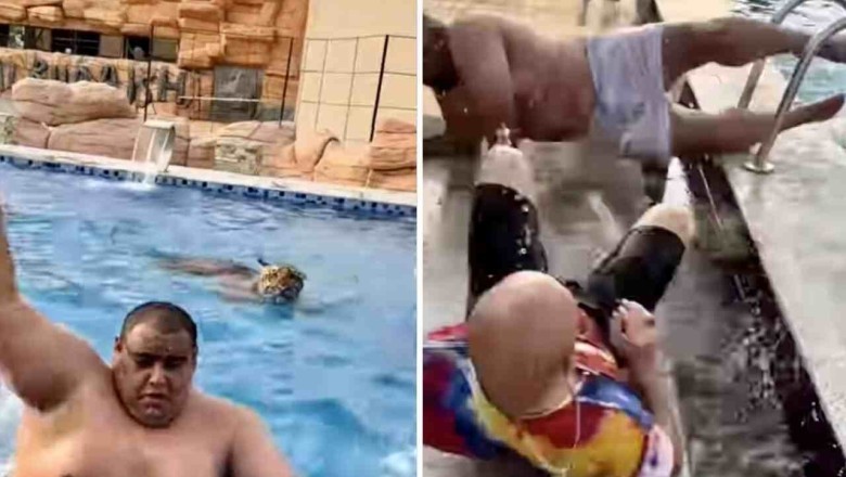 Watch as Friends Flee Pool Invaded by Tiger: Their Unexpected Agility Leaves Internet in Stitches!