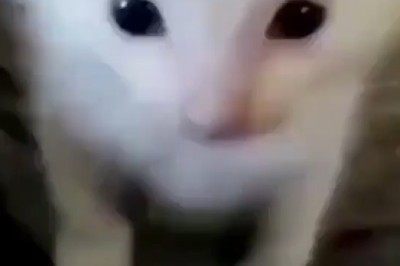 Watch This Rebel Cat's Hilarious Quest for Kitty Liberation!