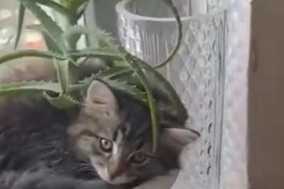 Adorably Hilarious Feline Naptime: Watch as a Cat Takes an Unexpectedly Cozy Retreat in a Rose Pot!