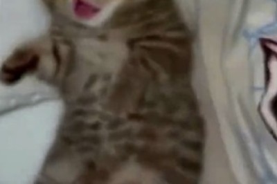 Cutest Alarm Clock Ever! Watch This Hilarious Video of a Sleepy Kitten Trying to Resist the Urge to Snooze!