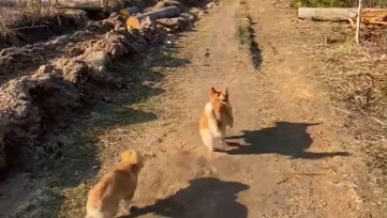 Double the Fun: Hilarious and Heartwarming Moments of Two Wonderful Dogs that Will Leave You in Stitches!