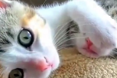 Hilarious Cat and Kitten Take Over the Internet with Their Adorable Antics!