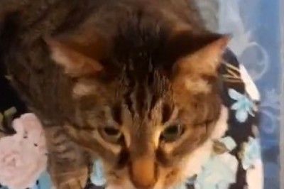 Hilarious Cat Bounces Off the Sofa with the Grace of a Trampoline! You Won't Believe Your Eyes!