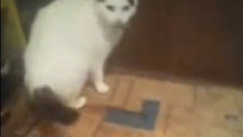 Hilarious Cat Discovers Dark Room and Hilarity Ensues! You Won't Believe What Happens Next!