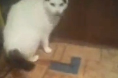 Hilarious Cat Discovers Dark Room and Hilarity Ensues! You Won't Believe What Happens Next!