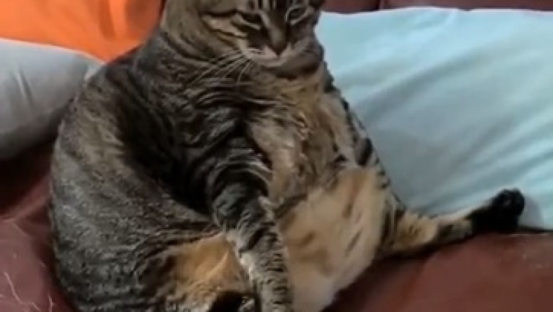 Hilarious Fat Cat Takes Over the Internet! Prepare for Nonstop Laughter with This Round and Purr-ecious Feline!