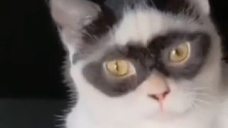Prepare for a Cuteness Overload: A Heartwarming Motherly Tale of a Cat and Her Tiny Kitten!