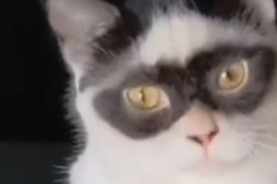 Prepare for a Cuteness Overload: A Heartwarming Motherly Tale of a Cat and Her Tiny Kitten!