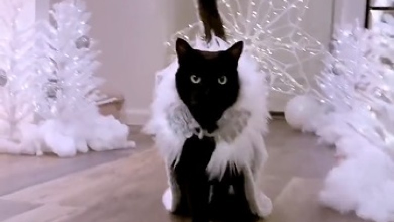 This Cat's Couture Catastrophe Will Leave You in Stitches! Watch as He Struts His Stuff in Outrageously Hilarious Outfits!