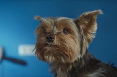 Tiny Dog's Big Personality Takes the Internet by Storm! Prepare to LOL!