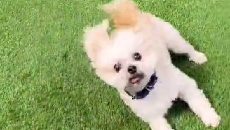 Zoom-Zoom! Watch This Hilarious Video of the Speediest Dog on the Block!