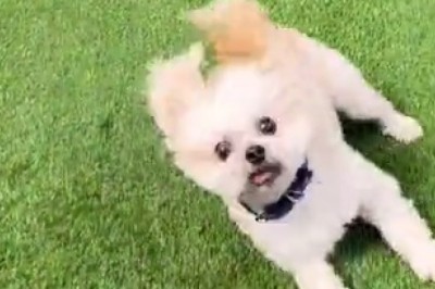 Zoom-Zoom! Watch This Hilarious Video of the Speediest Dog on the Block!